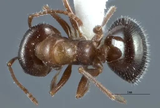 Melophorus microtriches specimen ANTWEB1041103 image antweb1041103_1