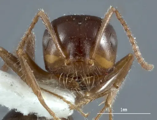 Melophorus microtriches specimen ANTWEB1041103 image antweb1041103_2