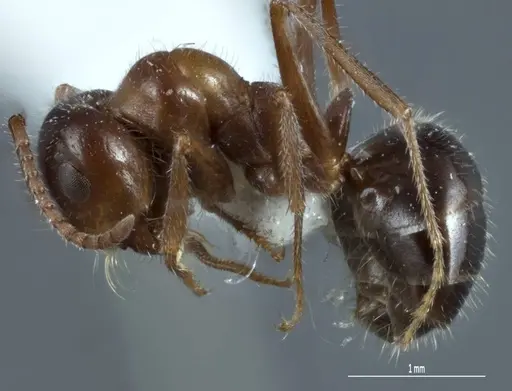 Melophorus microtriches specimen ANTWEB1041103 image antweb1041103_3