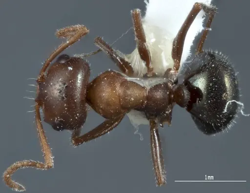 Melophorus microtriches specimen ANTWEB1041112 image antweb1041112_1