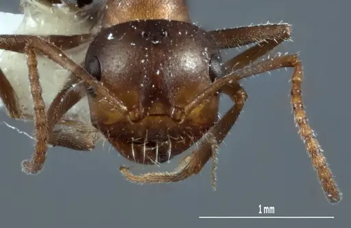 Melophorus microtriches specimen ANTWEB1041112 image antweb1041112_2