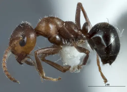 Melophorus microtriches specimen ANTWEB1041112 image antweb1041112_3