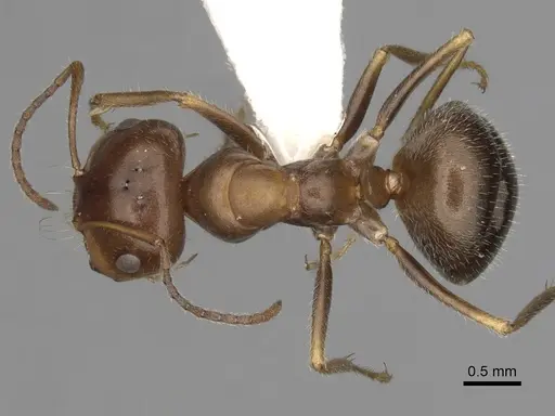 Melophorus microtriches specimen CASENT0280501 image casent0280501_1