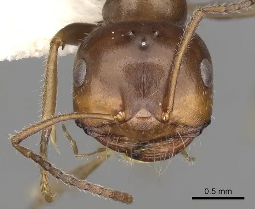 Melophorus microtriches specimen CASENT0280501 image casent0280501_2