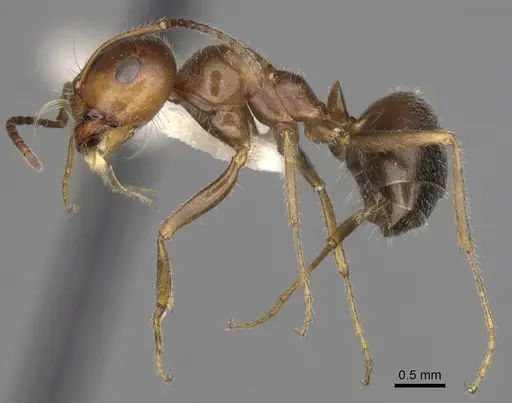 Melophorus microtriches specimen CASENT0280501 image casent0280501_3