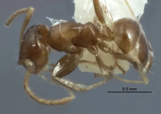 Melophorus minimus specimen ANTWEB1008988 image antweb1008988_1