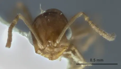 Melophorus minimus specimen ANTWEB1008988 image antweb1008988_2