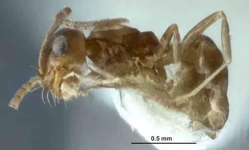 Melophorus minimus specimen ANTWEB1008988 image antweb1008988_3