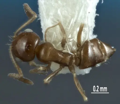 Melophorus minimus specimen ANTWEB1041104 image antweb1041104_1