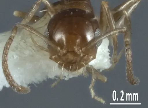 Melophorus minimus specimen ANTWEB1041104 image antweb1041104_2