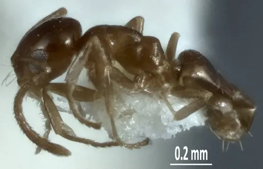 Melophorus minimus specimen ANTWEB1041104 image antweb1041104_3