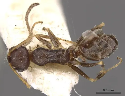 Melophorus mjobergi specimen CASENT0909819 image casent0909819_1