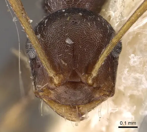 Melophorus mjobergi specimen CASENT0909819 image casent0909819_2