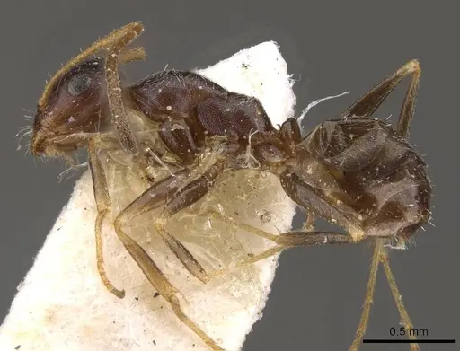 Melophorus mjobergi specimen CASENT0909819 image casent0909819_3