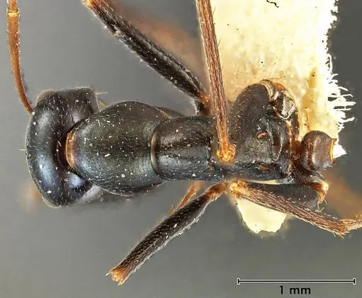 Melophorus mullewaensis specimen ANIC32-066621 image anic32-066621_1