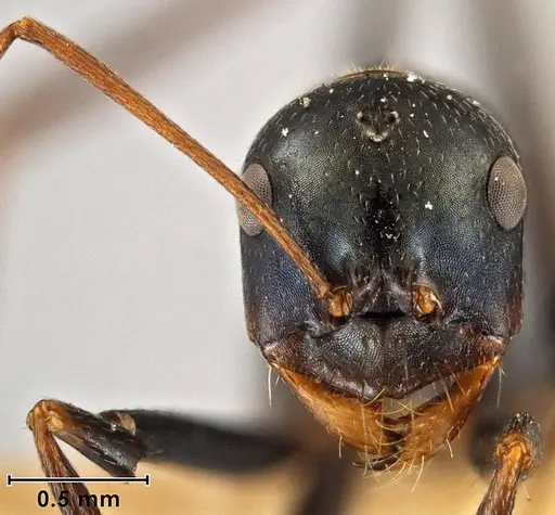 Melophorus mullewaensis specimen ANIC32-066621 image anic32-066621_2