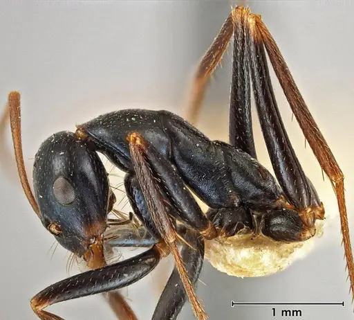 Melophorus mullewaensis specimen ANIC32-066621 image anic32-066621_3