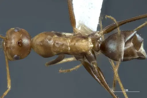 Melophorus nemophilus specimen ANIC32-043297 image anic32-043297_1