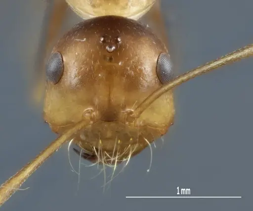 Melophorus nemophilus specimen ANIC32-043297 image anic32-043297_2