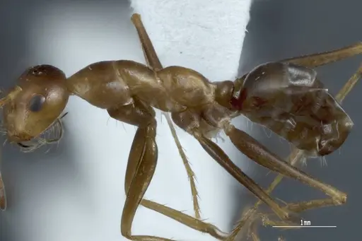 Melophorus nemophilus specimen ANIC32-043297 image anic32-043297_3