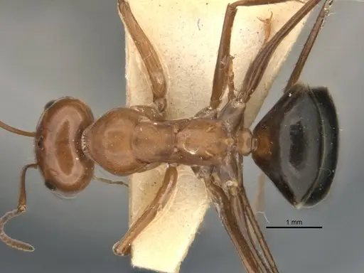 Melophorus nemophilus specimen ANIC32-900077 image anic32-900077_1