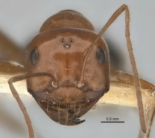 Melophorus nemophilus specimen ANIC32-900077 image anic32-900077_2