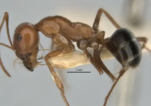 Melophorus nemophilus specimen ANIC32-900077 image anic32-900077_3