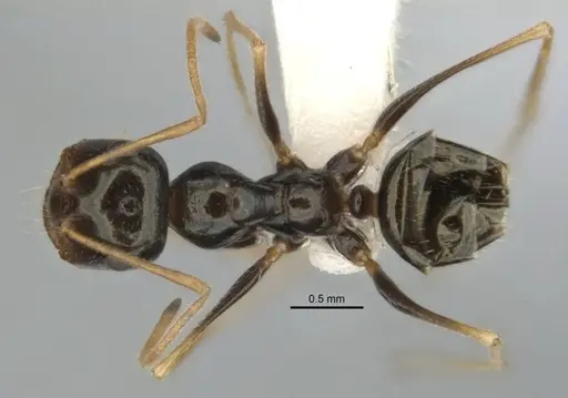 Melophorus oblongiceps specimen ANIC32-900057-1 image anic32-900057-1_1