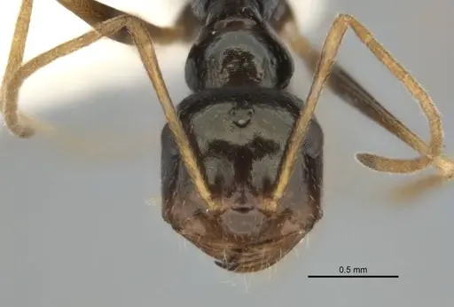 Melophorus oblongiceps specimen ANIC32-900057-1 image anic32-900057-1_2