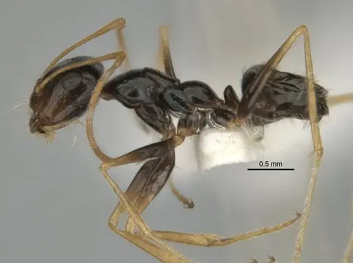 Melophorus oblongiceps specimen ANIC32-900057-1 image anic32-900057-1_3