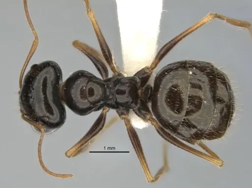 Melophorus oblongiceps specimen ANIC32-900057-2 image anic32-900057-2_1