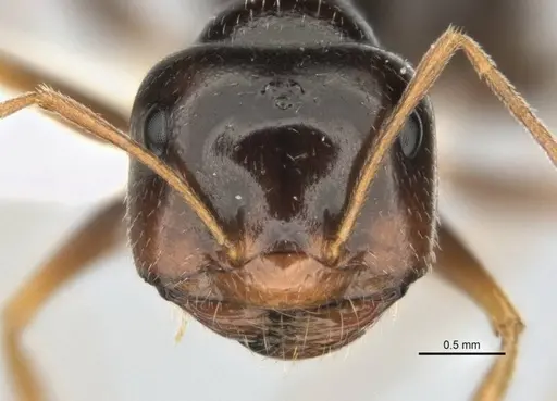 Melophorus oblongiceps specimen ANIC32-900057-2 image anic32-900057-2_2