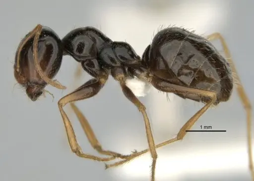 Melophorus oblongiceps specimen ANIC32-900057-2 image anic32-900057-2_3