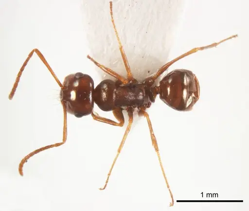 Melophorus paramorphomenus specimen ANTWEB1008663 image antweb1008663_1