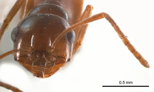 Melophorus paramorphomenus specimen ANTWEB1008663 image antweb1008663_2