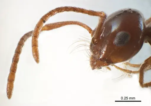 Melophorus paramorphomenus specimen ANTWEB1008663 image antweb1008663_3