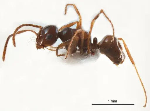 Melophorus paramorphomenus specimen ANTWEB1008663 image antweb1008663_4
