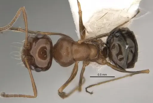 Melophorus paramorphomenus specimen JDM32-004561-1 image jdm32-004561-1_1