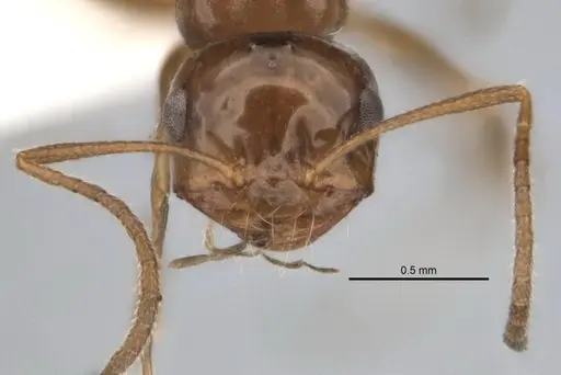 Melophorus paramorphomenus specimen JDM32-004561-1 image jdm32-004561-1_2
