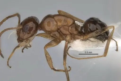 Melophorus paramorphomenus specimen JDM32-004561-1 image jdm32-004561-1_3