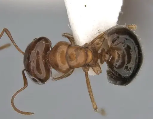 Melophorus paramorphomenus specimen JDM32-004561-2 image jdm32-004561-2_1
