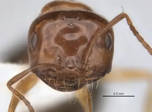 Melophorus paramorphomenus specimen JDM32-004561-2 image jdm32-004561-2_2