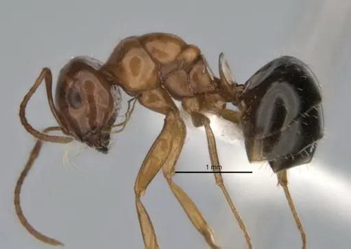 Melophorus paramorphomenus specimen JDM32-004561-2 image jdm32-004561-2_3