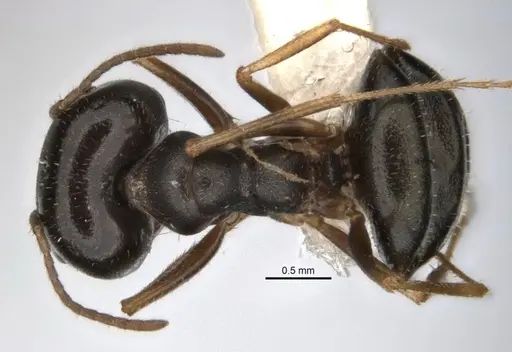 Melophorus parvimolaris specimen ANIC32-900134 image anic32-900134_1