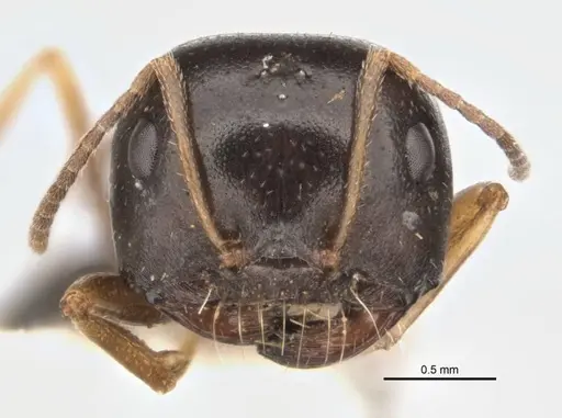 Melophorus parvimolaris specimen ANIC32-900134 image anic32-900134_2