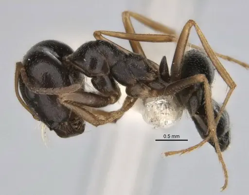 Melophorus parvimolaris specimen ANIC32-900134 image anic32-900134_3