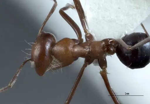 Melophorus pelorocephalus specimen JDM32-004852-1 image jdm32-004852-1_1