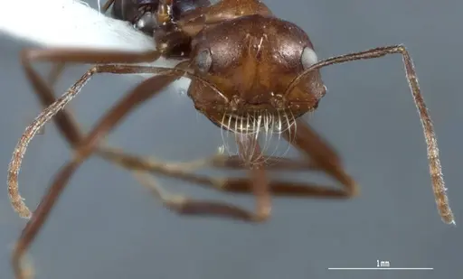 Melophorus pelorocephalus specimen JDM32-004852-1 image jdm32-004852-1_2