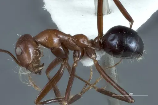 Melophorus pelorocephalus specimen JDM32-004852-1 image jdm32-004852-1_3