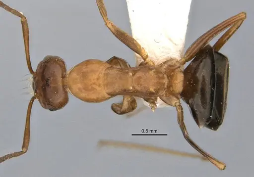 Melophorus platyceps specimen ANIC32-900117-1 image anic32-900117-1_1